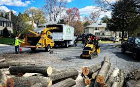 Professional Tree Removal and Landscaping Services in Glasco, NY